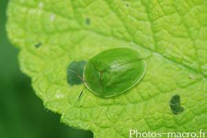 Cassida viridis